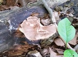 Pluteus hongoi image