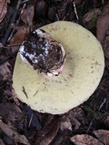 Boletus regineus image
