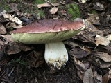 Boletus regineus image