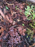 Gymnopus villosipes image