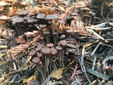 Gymnopus villosipes image