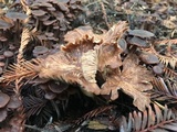 Gymnopus villosipes image