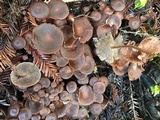 Gymnopus villosipes image