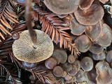 Gymnopus villosipes image