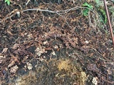 Gymnopus villosipes image