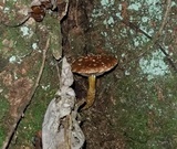 Hemistropharia albocrenulata image