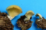 Crepidotus applanatus image