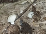 Crepidotus applanatus image