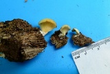 Crepidotus applanatus image