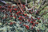 Cladonia didyma image