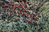 Cladonia didyma image