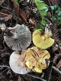 Gomphidius oregonensis image