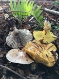 Suillus caerulescens image