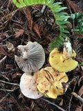 Suillus caerulescens image