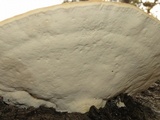 Trametes cubensis image