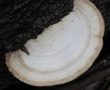 Trametes cubensis image