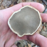 Fomes excavatus image
