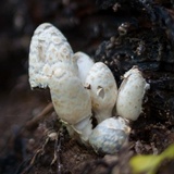 Coprinopsis variegata image
