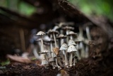 Coprinopsis variegata image
