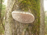 Phellinus tremulae image