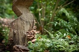 Phellinus gilvus image
