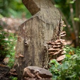 Phellinus gilvus image