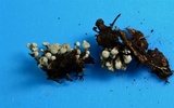 Phleogena faginea image