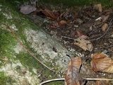 Phleogena faginea image