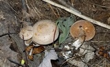 Clitocybe martiorum image