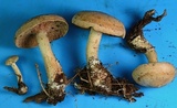 Clitocybe martiorum image