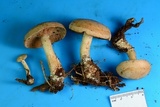 Clitocybe martiorum image