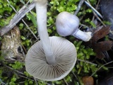 Inocybe lilacina image
