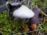 Inocybe lilacina image