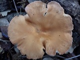 Clitocybe costata image