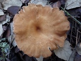 Clitocybe costata image