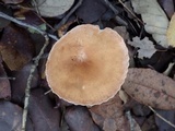Clitocybe costata image