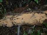 Dichostereum effuscatum image
