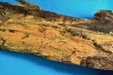 Dichostereum effuscatum image