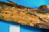 Dichostereum effuscatum image