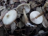 Rhodocollybia butyracea image