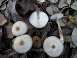 Rhodocollybia butyracea image