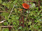Xeromphalina fulvipes image