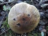 Suillus bellinii image