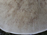 Suillus bellinii image