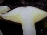 Suillus bellinii image