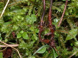 Xeromphalina fulvipes image