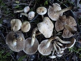 Hebeloma subtortum image