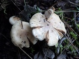 Hebeloma subtortum image