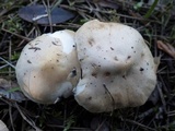 Hebeloma subtortum image