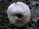 Hebeloma subtortum image